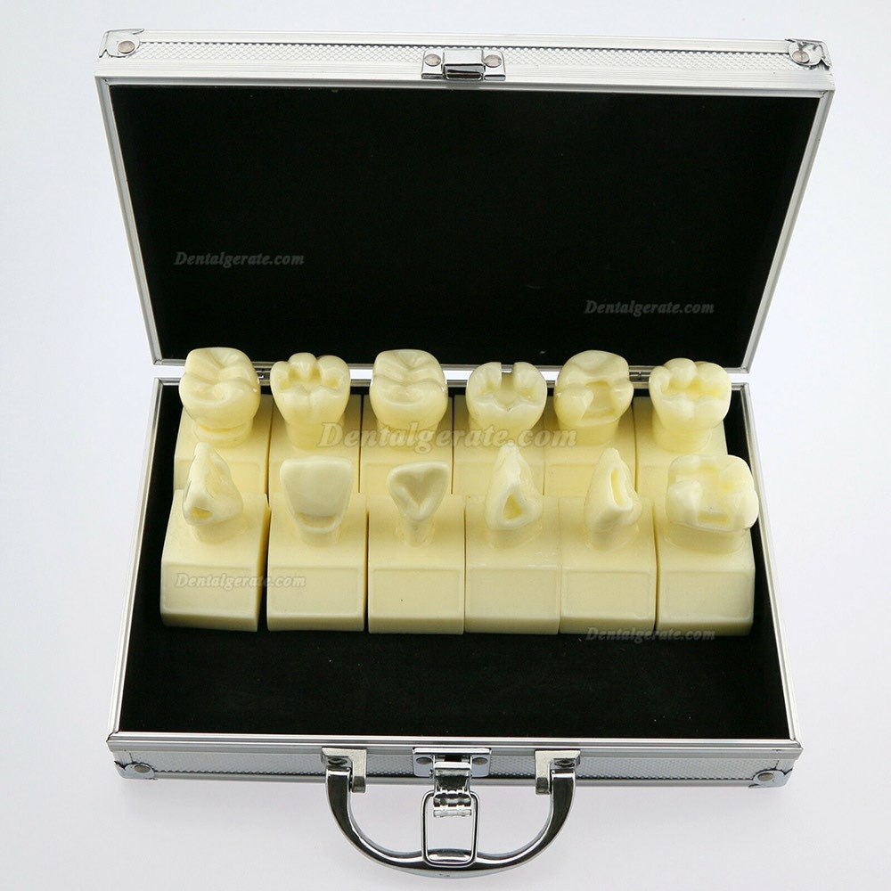 Dental 4-fach Kavit&auml;tenpr&auml;parationsstudie Modell # 7009 01